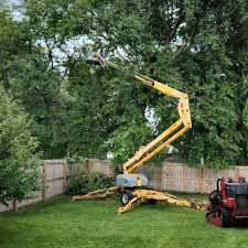 Best Root Management and Removal  in Albany, WI
