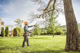 Best Tree Removal  in Albany, WI