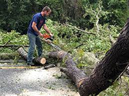 Best Lot and Land Clearing  in Albany, WI