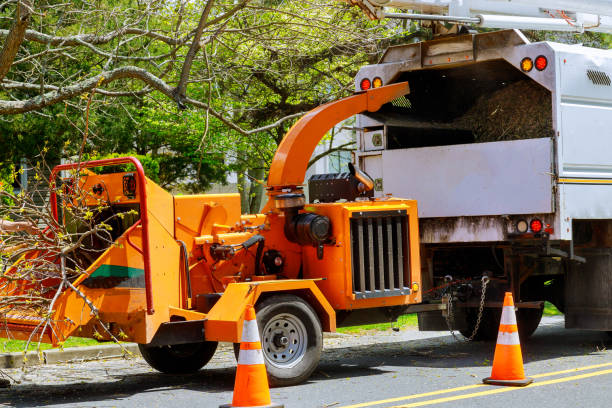 How Our Tree Care Process Works  in  Albany, WI