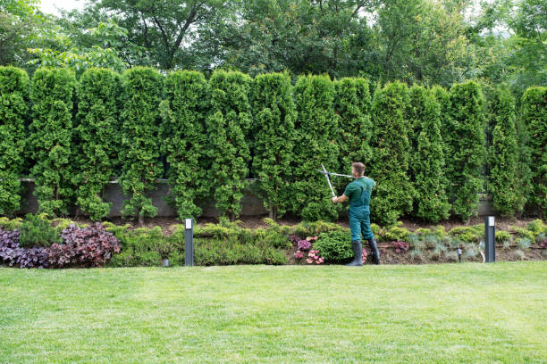 Best Lawn Renovation and Restoration  in Albany, WI