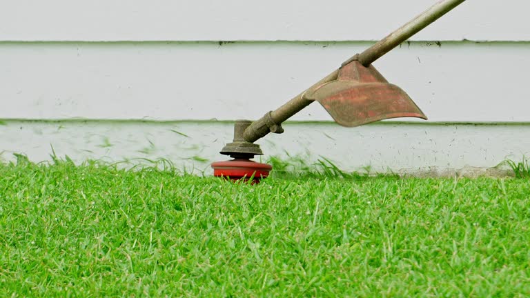 Best Storm Damage Tree Cleanup  in Albany, WI