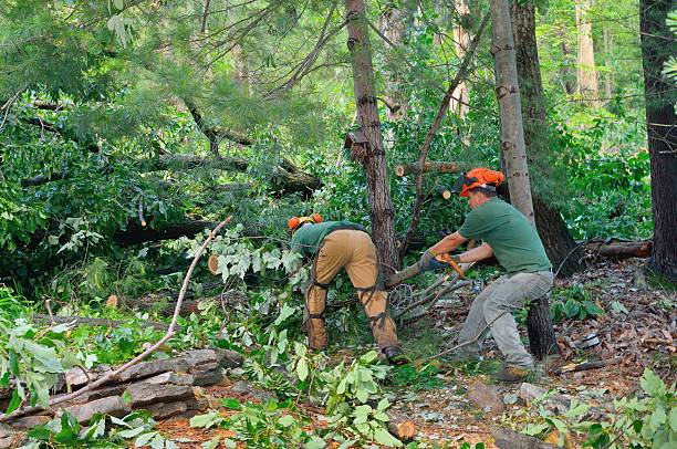 Best Hazardous Tree Removal  in Albany, WI
