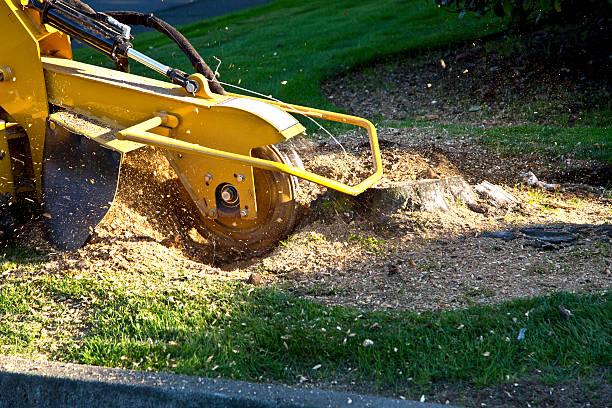 Best Arborist Consultation Services  in Albany, WI