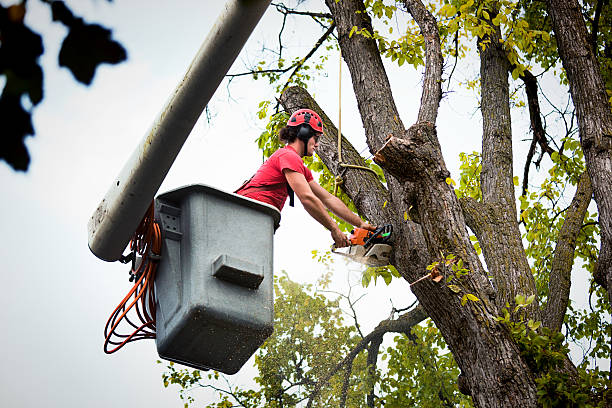 Best Leaf Removal  in Albany, WI